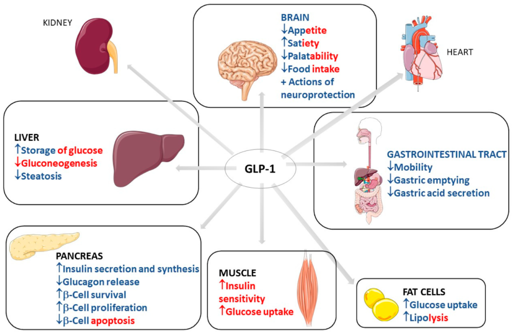 GLP-1